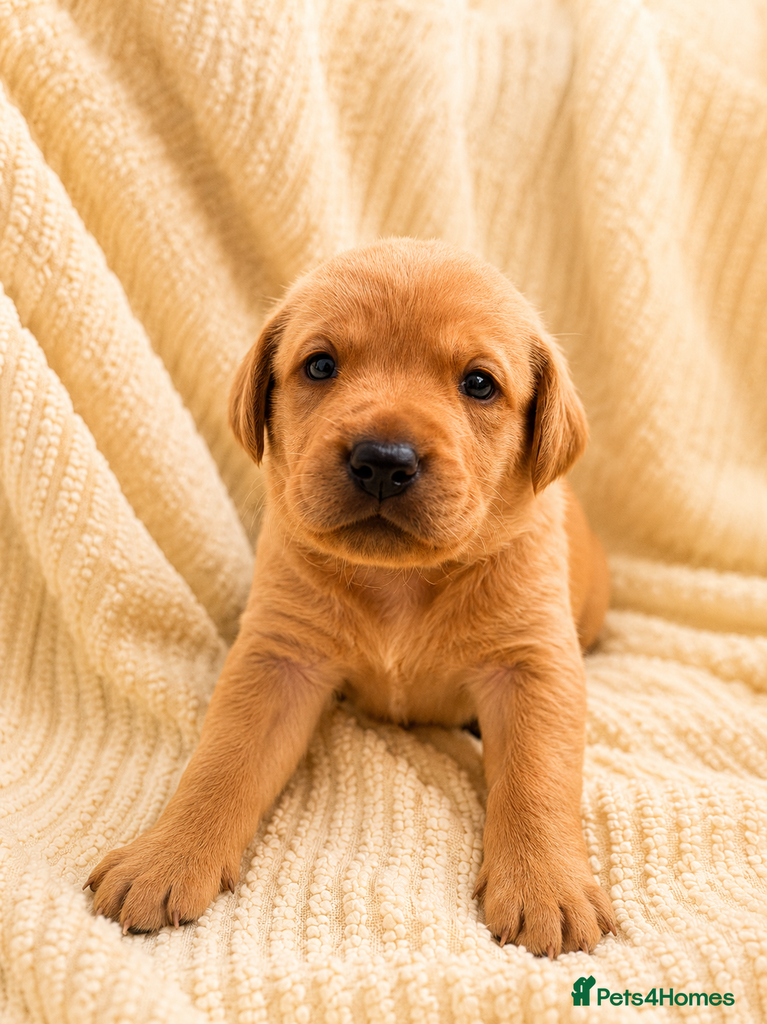 Labrador Retriever dogs Gorgeous Fox Red Labrador Puppies-5 Girls & 4 Boys - Advert 2
