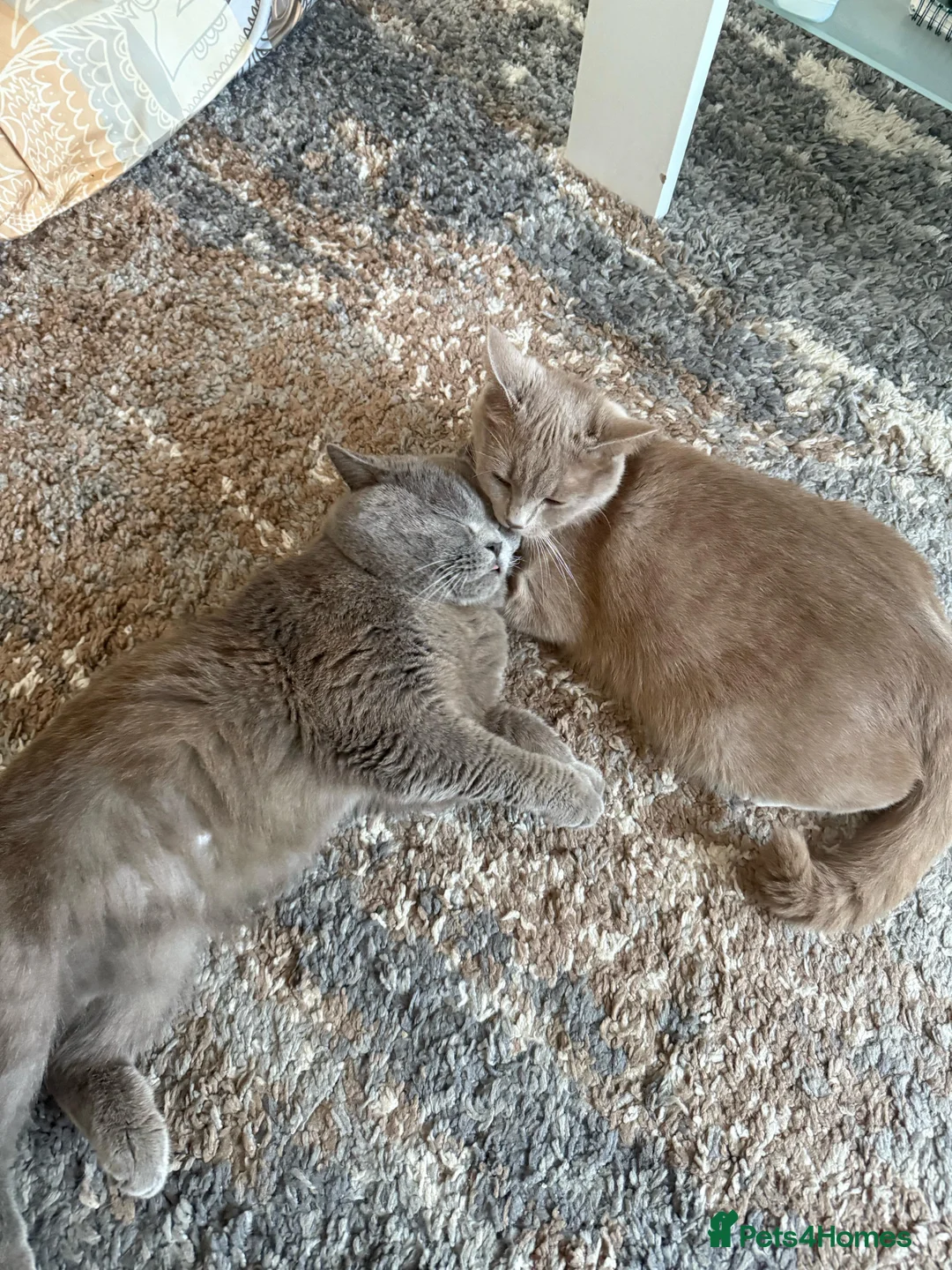 British Shorthair cats for sale: Beautiful female British SH last of the litter!  - Advert 6