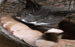 Mixed Breed cats for sale: Boy Bleu  - Advert 6