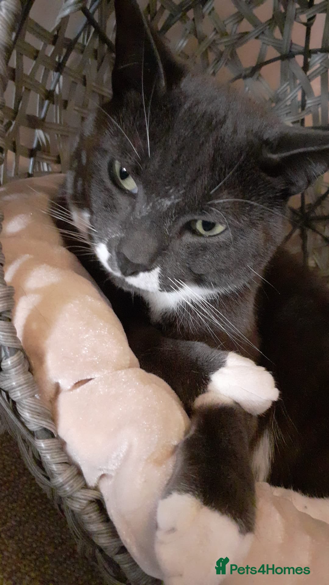 Mixed Breed cats for sale: Boy Bleu  - Advert 6