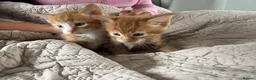 Domestic Shorthair cats for sale: Gorgeous kittens looking for their forever homes in Manchester - Advert 10