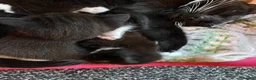 Mixed Breed cats for sale: 4adorable kittens in Woking - Advert 9