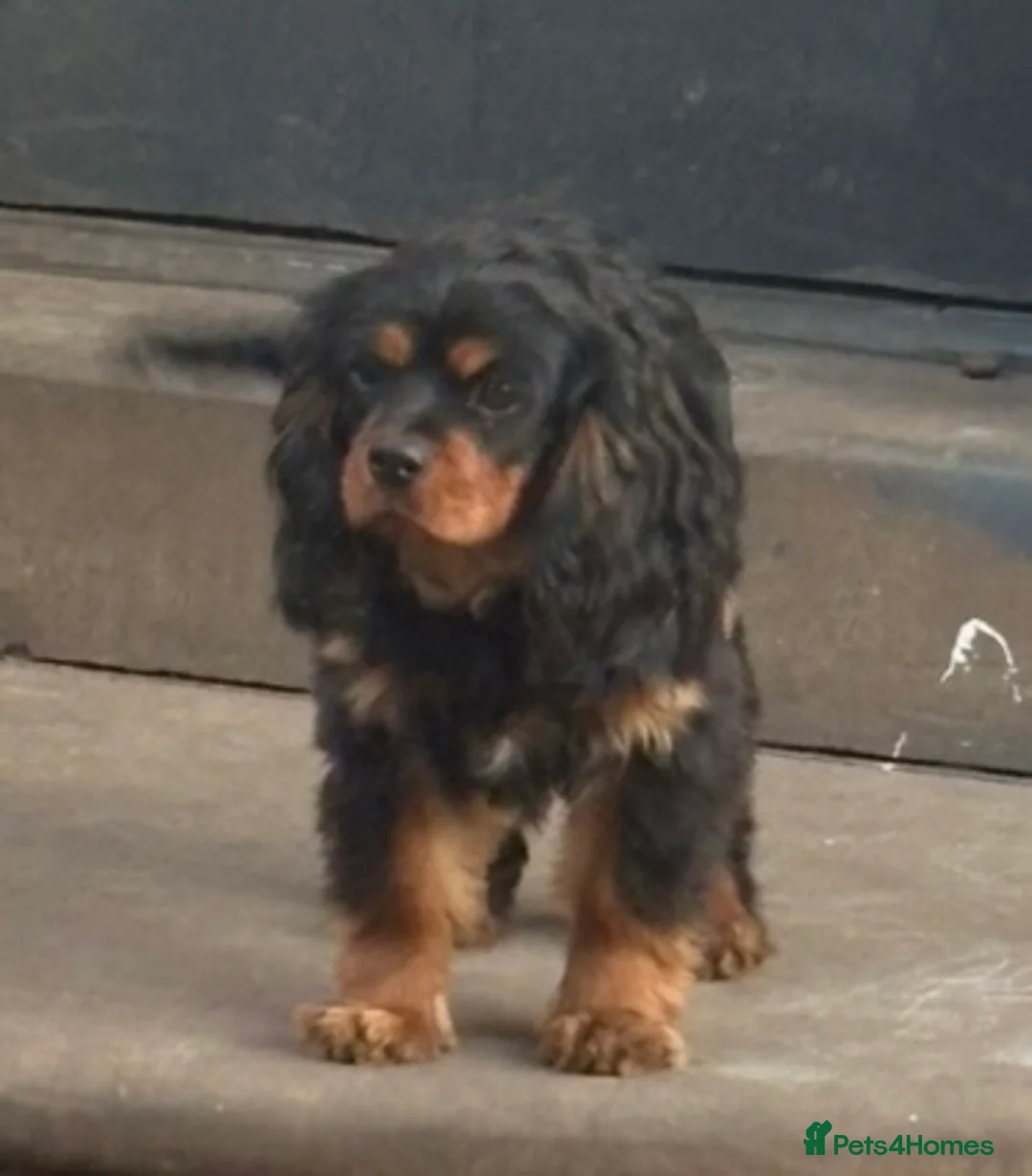 Cavalier King Charles Spaniel dogs for sale: Male KC Health Tested Cavalier for sale  - Advert 2