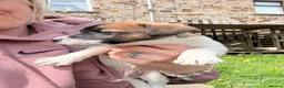 Jack Russell dogs for sale: One little male Jack Russell - Advert 23