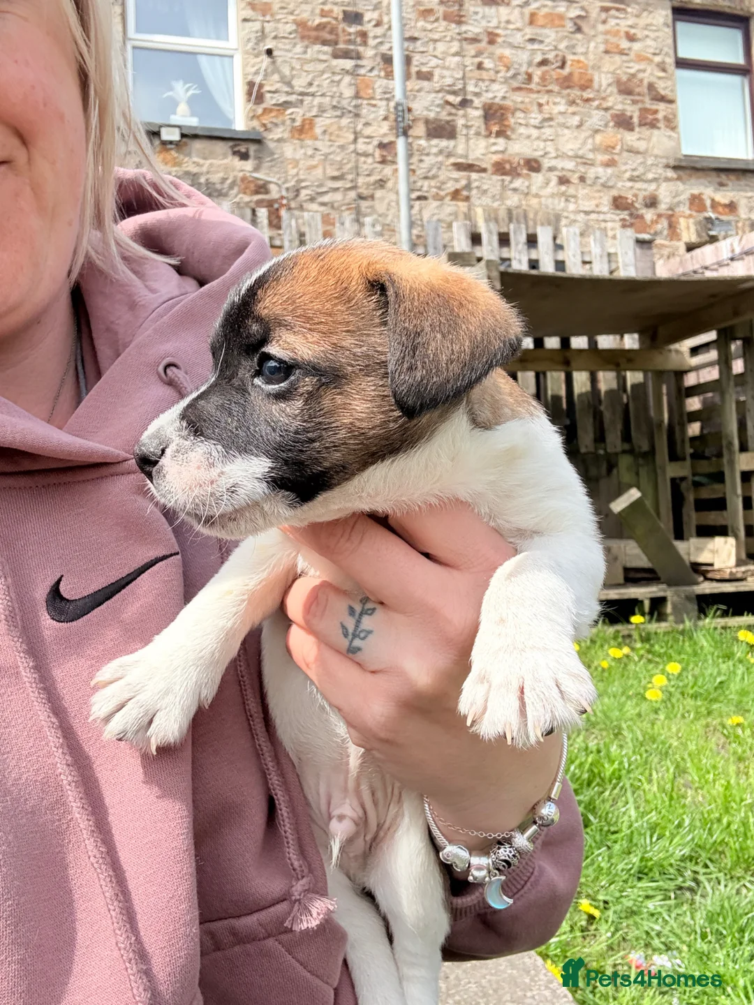 Jack Russell dogs for sale: One little male Jack Russell - Advert 23