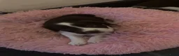 English Springer Spaniel dogs for sale: English springer spaniel puppy’s  in Deeside - Advert 8