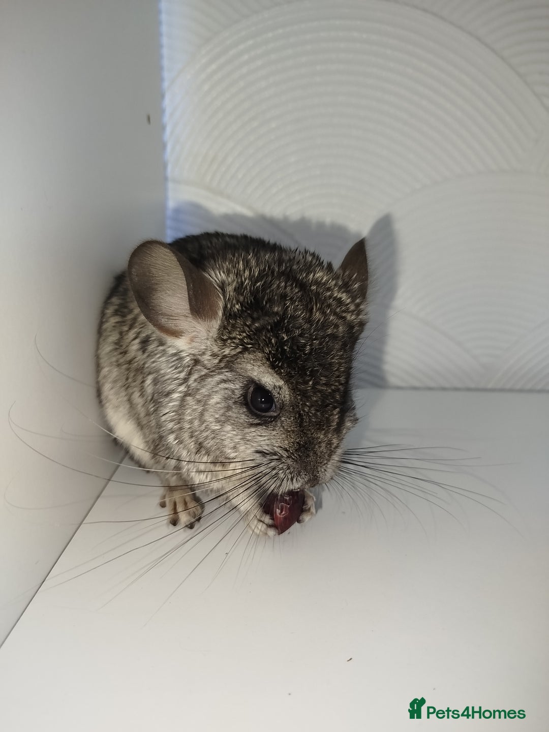 Chinchilla rodents for sale: Friendly chinchilla male  - Advert 3