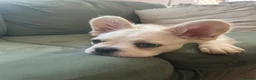 French Bulldog dogs for sale: Fluffy French bulldogs - Advert 4