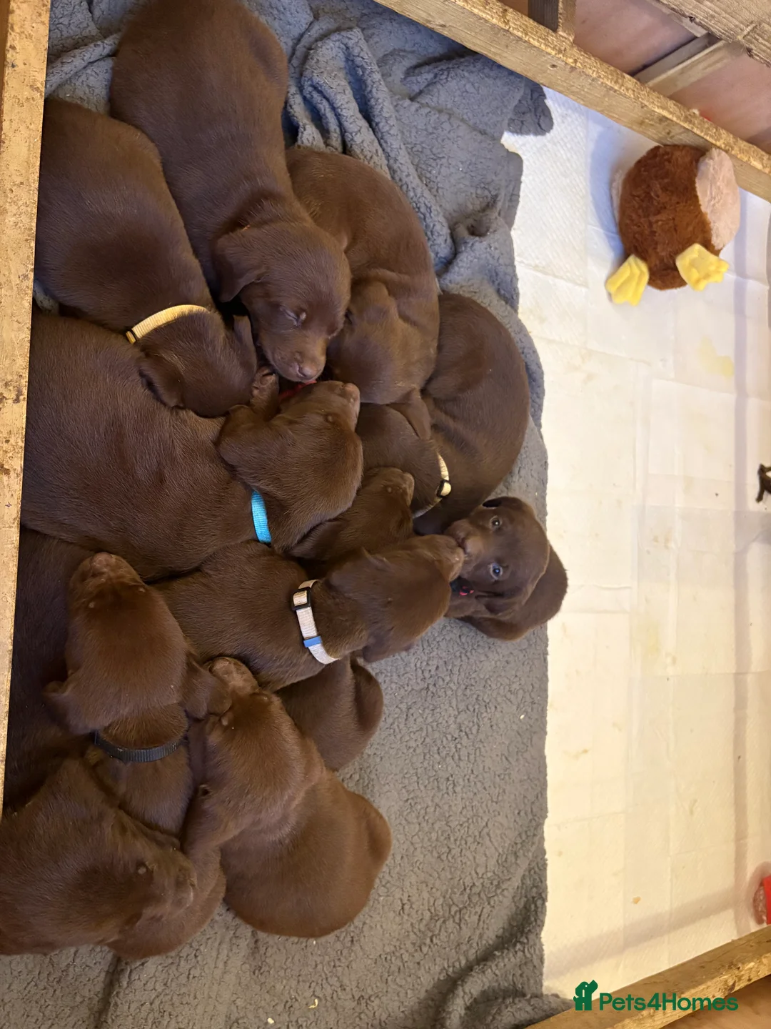 Labrador Retriever dogs for sale: ⭐️Gorgeous Kc Chocolate Labrador Puppies⭐️ - Advert 25