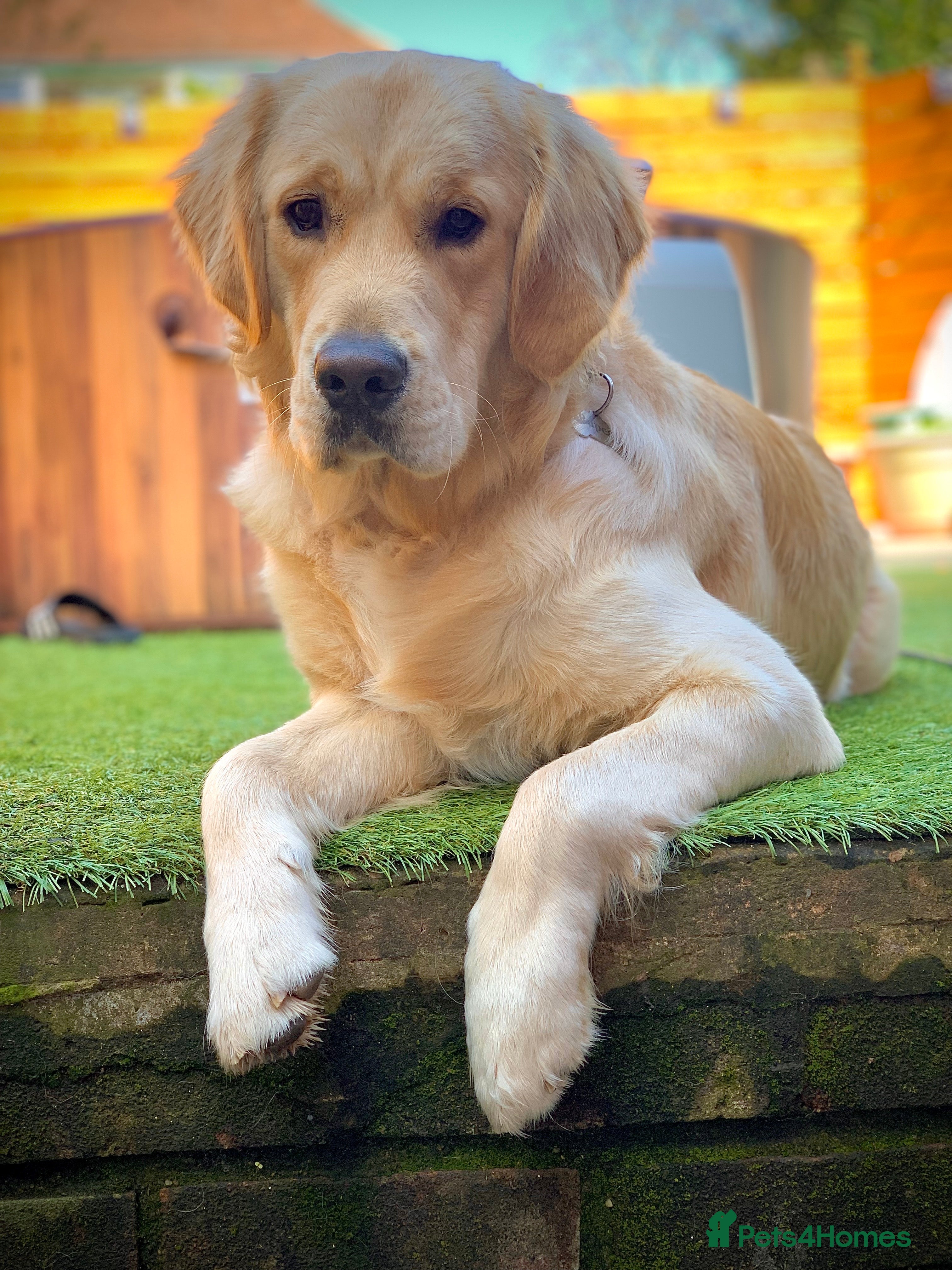 Golden Retriever dogs Beautiful KC-Reg Golden Retriever Stud (proven) in Paignton - Advert 1
