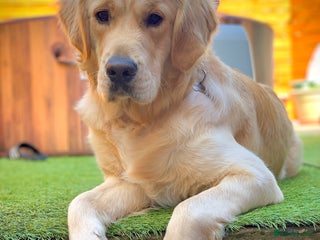 Golden Retriever dogs in Paignton - Advert 2