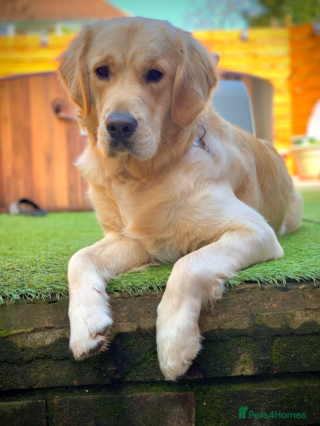 Golden Retriever dogs for stud: Beautiful KC-Reg Golden Retriever Stud (proven) - Advert 1