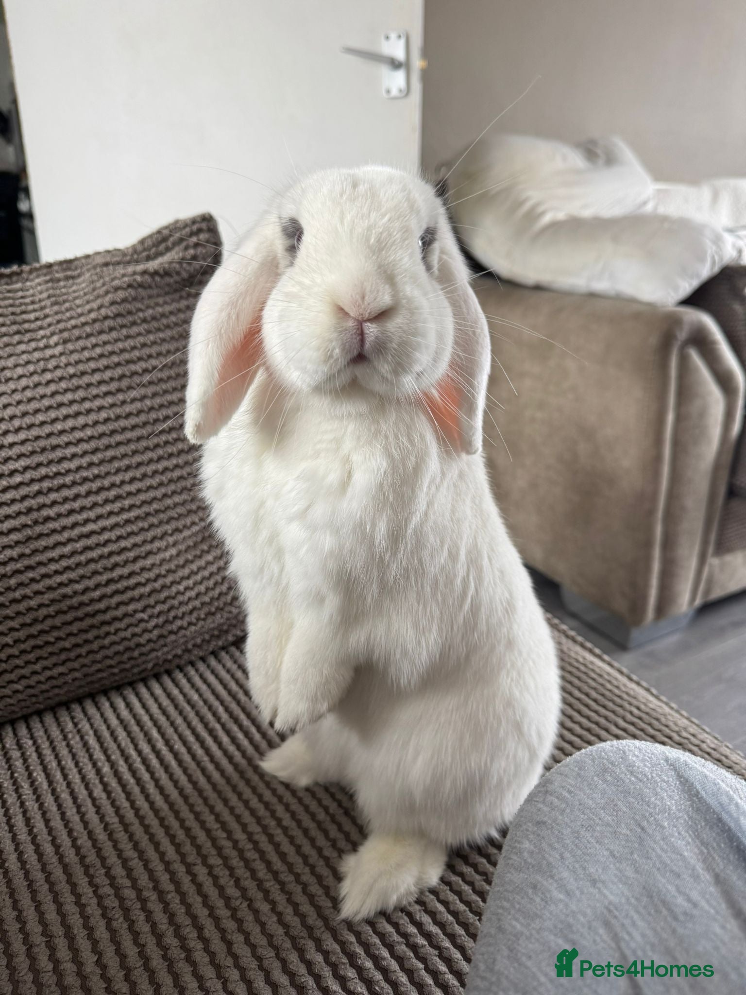 Mini Lop rabbits Male neutered rabbit for sale  - Advert 1