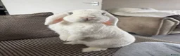 Mini Lop rabbits for sale: Male neutered rabbit for sale  - Advert 2