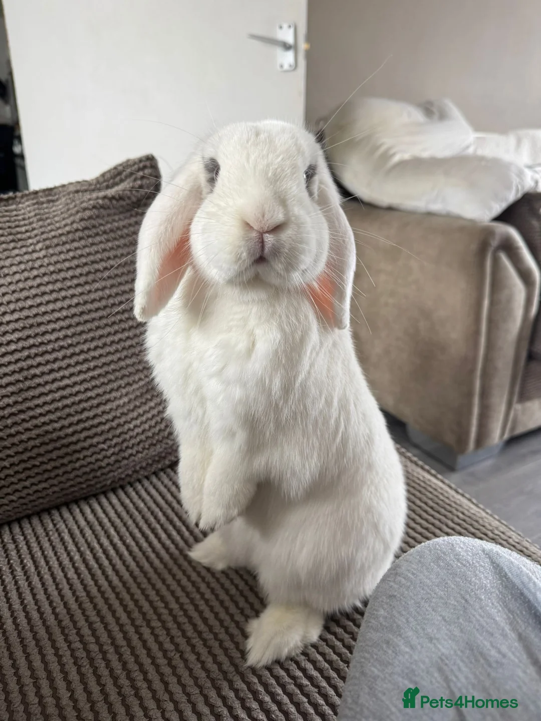 Mini Lop rabbits for sale: Male neutered rabbit for sale  - Advert 2