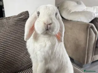 Mini Lop rabbits Male neutered rabbit for sale - Advert 1