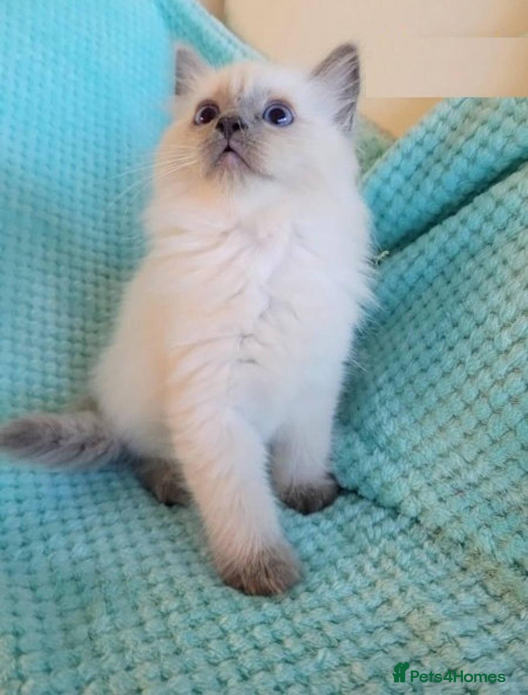 Ragdoll cats for sale: Nicest top reg Ragdoll kittens up for sale - Image 5