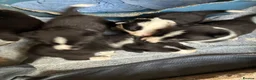 Border Collie dogs for sale: Gorgeous border collie puppies  - Advert 3