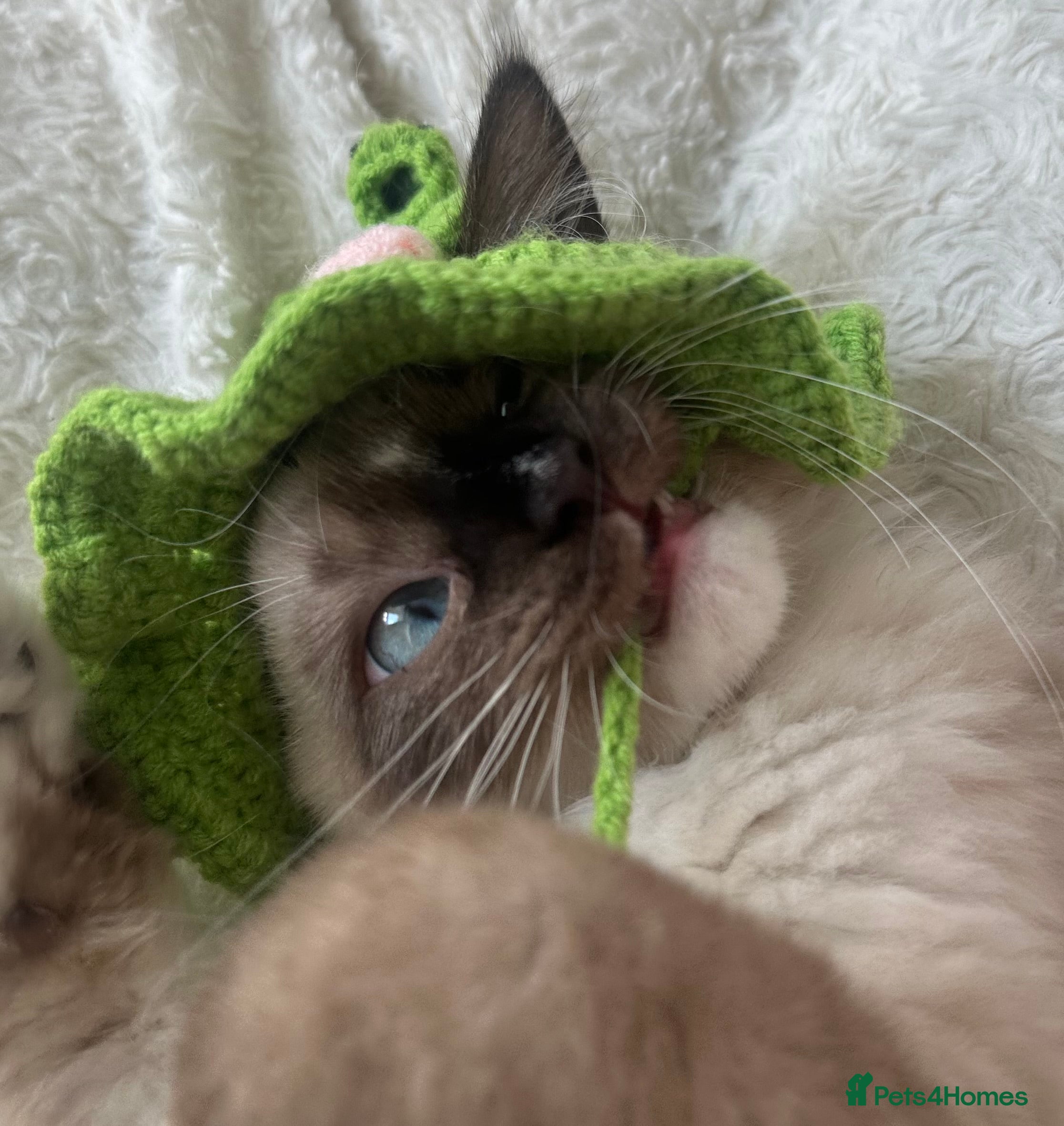 Mixed Breed cats for sale: Beautiful Bonded Pair of Cats(Must Go Together) - Advert 6