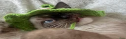 Mixed Breed cats for sale: Beautiful Bonded Pair of Cats(Must Go Together) - Advert 1