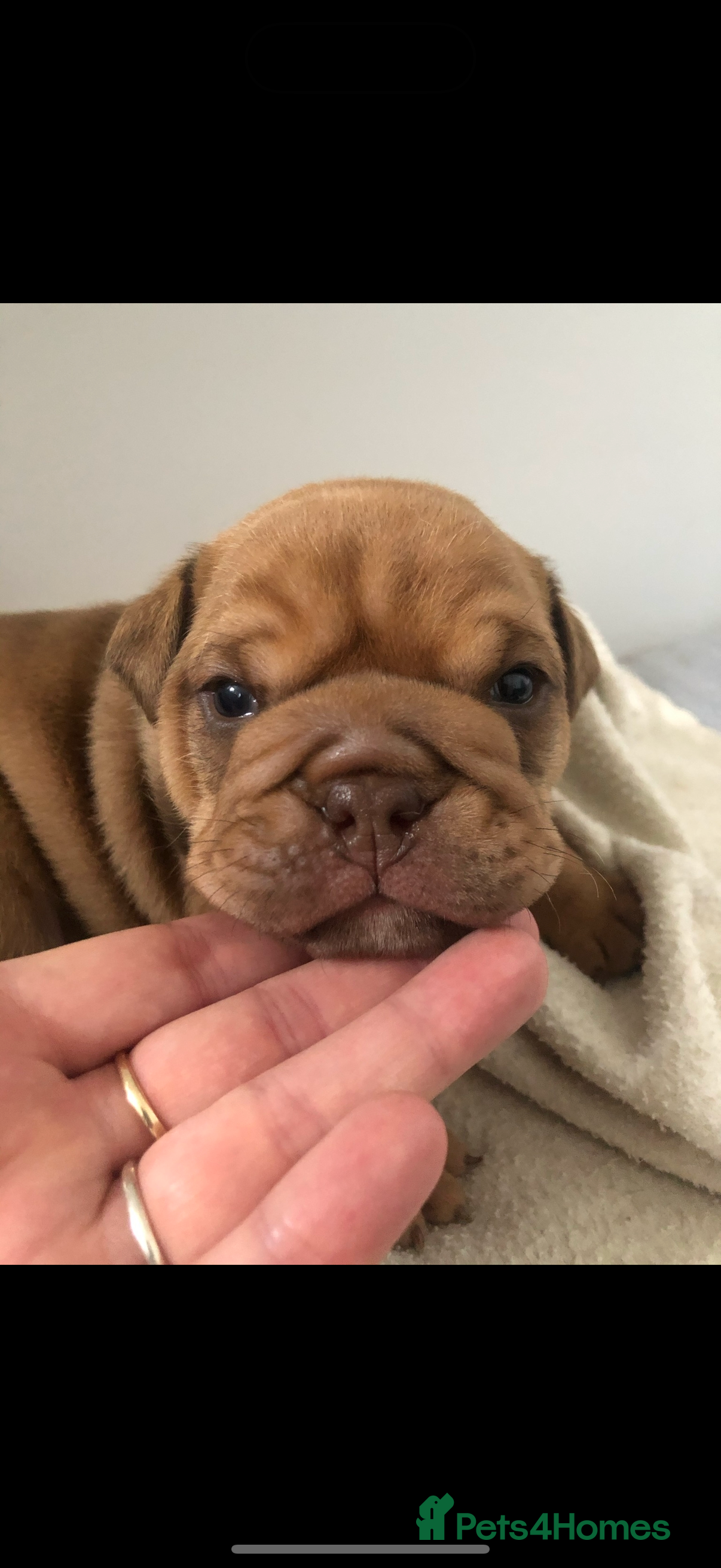 English Bulldog dogs For stud  - Advert 7