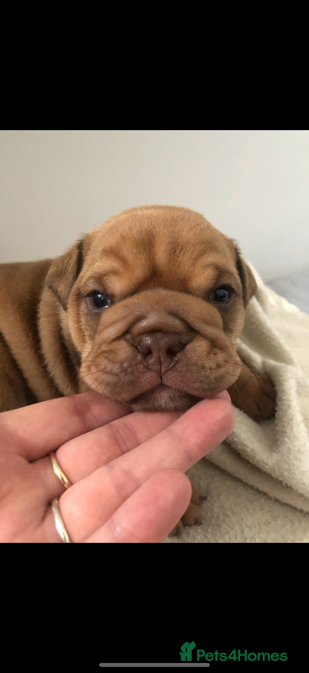 English Bulldog dogs for stud: For stud  - Advert 1