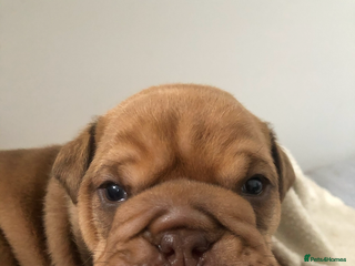 English Bulldog dogs For stud - Advert 1