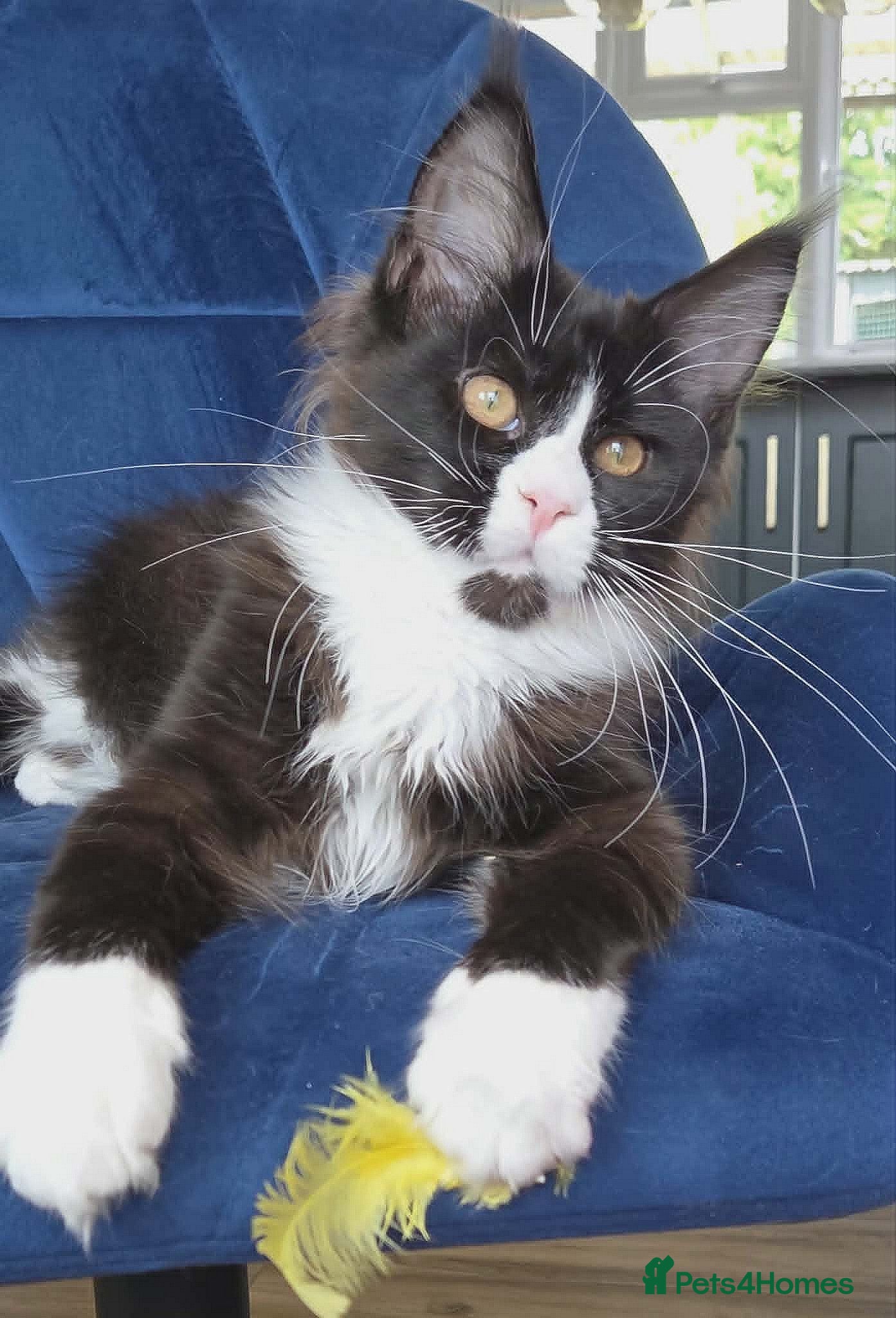 Maine Coon cats Maine Coon kittens, 2 girls , 1 boy  - Advert 2
