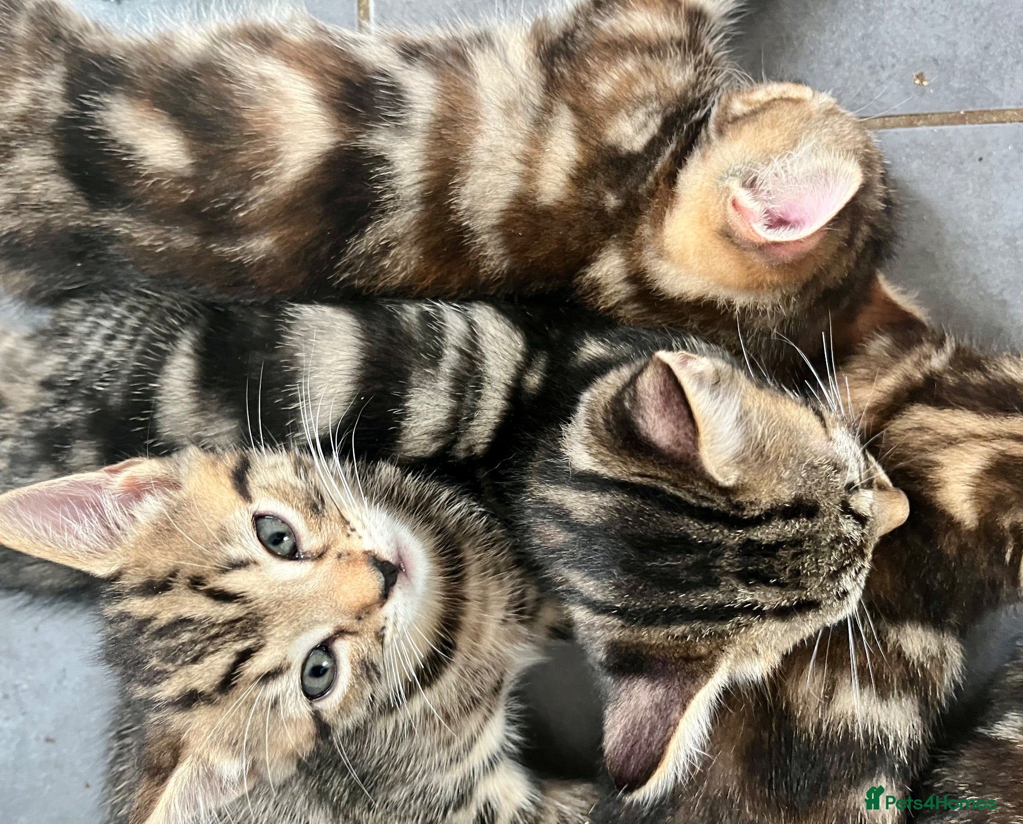 Bengal cats Bengal X Kittens With Famous Siblings!  - Advert 1