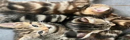 Bengal cats for sale: Bengal X Kittens With Famous Siblings!  - Advert 10
