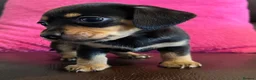 Chihuahua dogs for sale: Chihuahua X Miniature Dashund - Advert 21