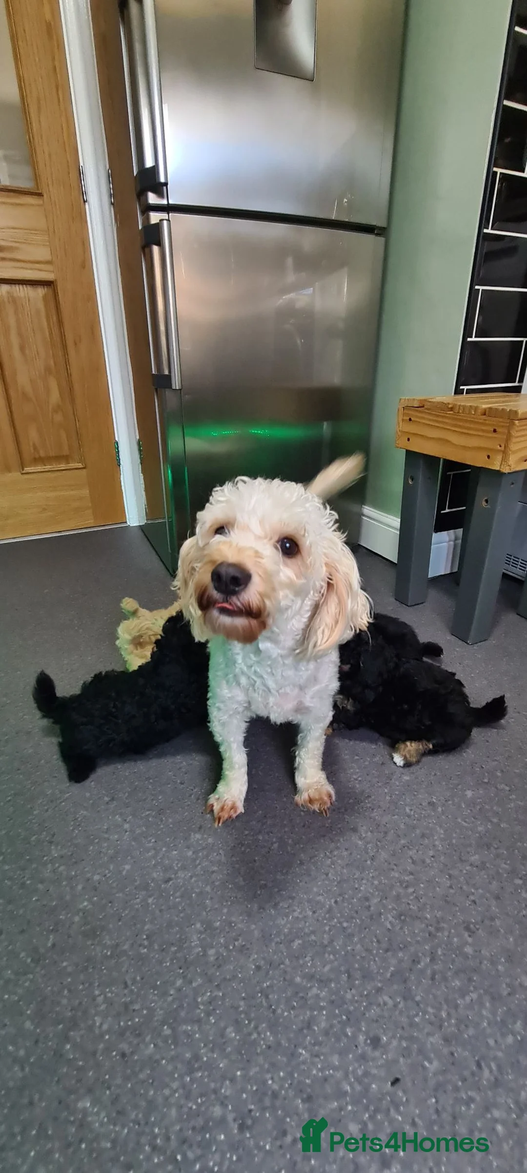 Jackapoo dogs for sale: Tiny fluffy jackapoo pups - Advert 2