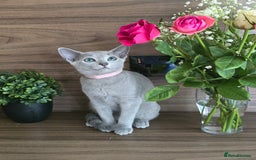 Russian Blue cats for sale: Russian Blue kittens Tica registered  - Image 28