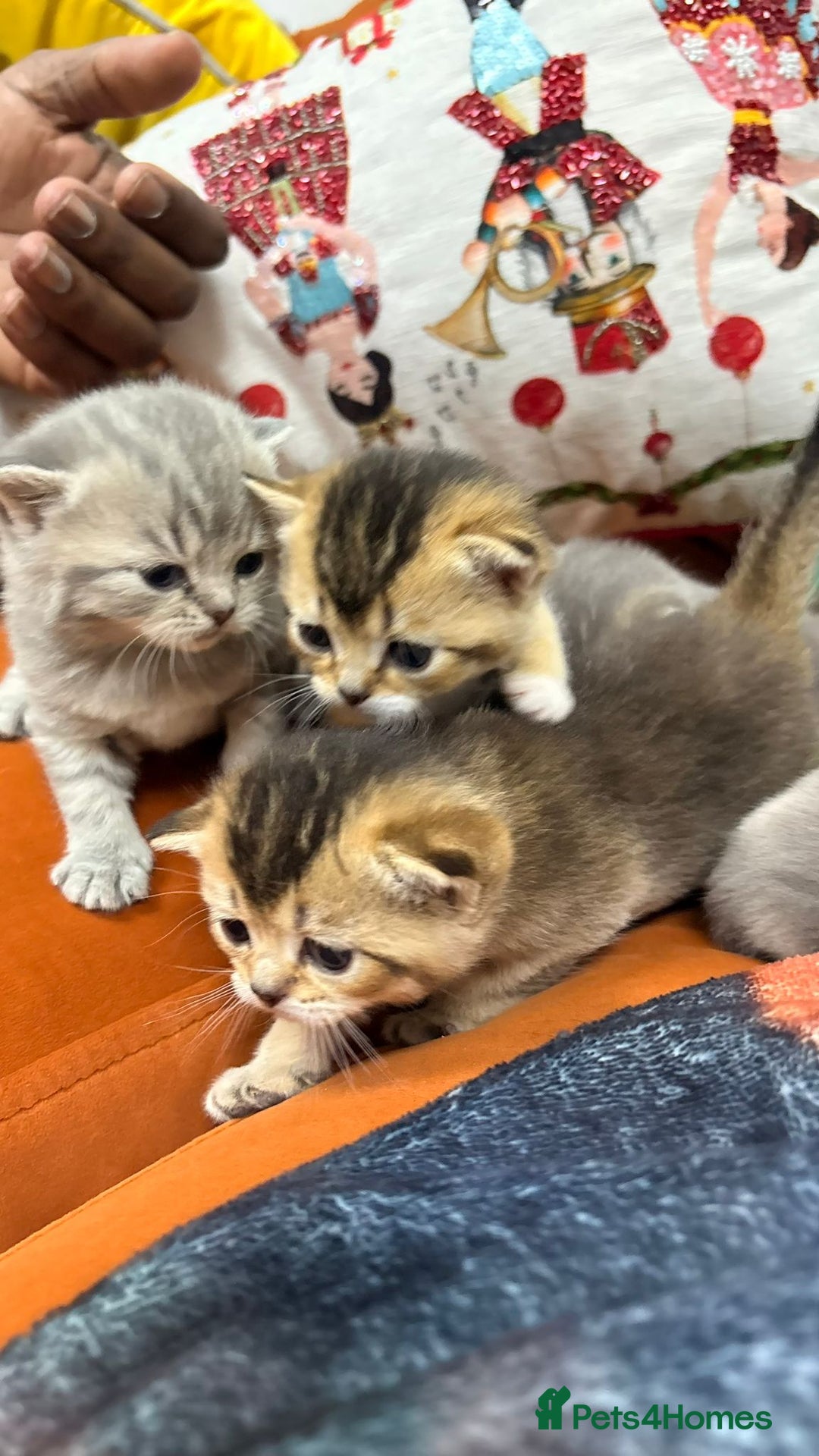 British Shorthair cats for sale: British shorthairs and Scottish straights - Advert 23