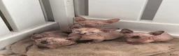 Sphynx cats for sale: Canadian sphynx kittens  - Advert 8