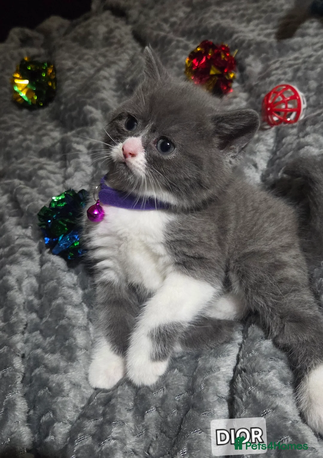 British Shorthair cats for sale: British Short Hair  - Advert 1