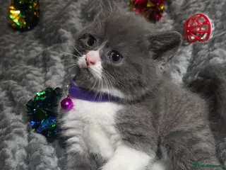 British Shorthair cats British Short Hair - Advert 1