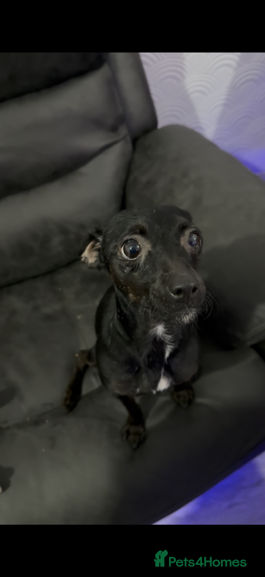 Mixed Breed dogs for sale: Ronnie- 3 years old  - Advert 4