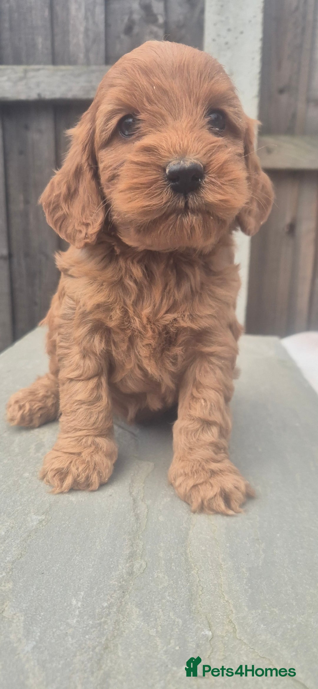 Cockapoo dogs 1 GIRLEXTENSIVELY HEALTH TESTED F1 SHOW COCKERPOO* - Advert 1