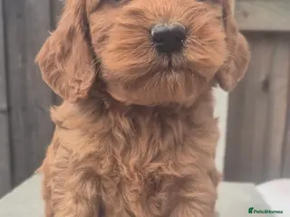 Cockapoo dogs 1 GIRLEXTENSIVELY HEALTH TESTED F1 SHOW COCKERPOO* - Advert 3