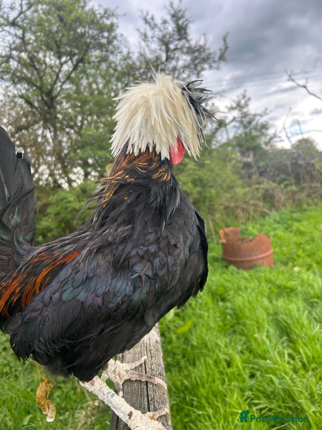 Chickens poultry for sale: Various Bantam Cockerels For Sale - Advert 6