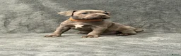 Staffordshire Bull Terrier dogs for sale: Blue Staffordshire Bull Terrier Puppies - Advert 10