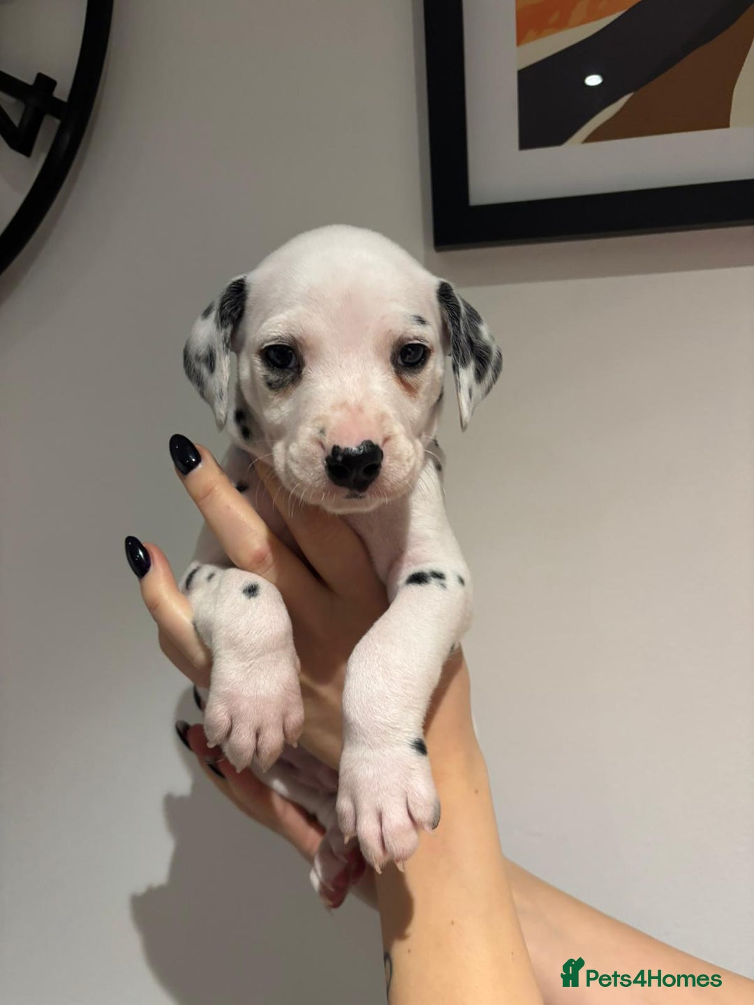 Dalmatian dogs for sale: Dalmatians for Sale (Last 2 Boys Left) - Advert 18