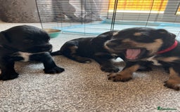 Mixed Breed dogs for sale: Schnockers  - Image 1