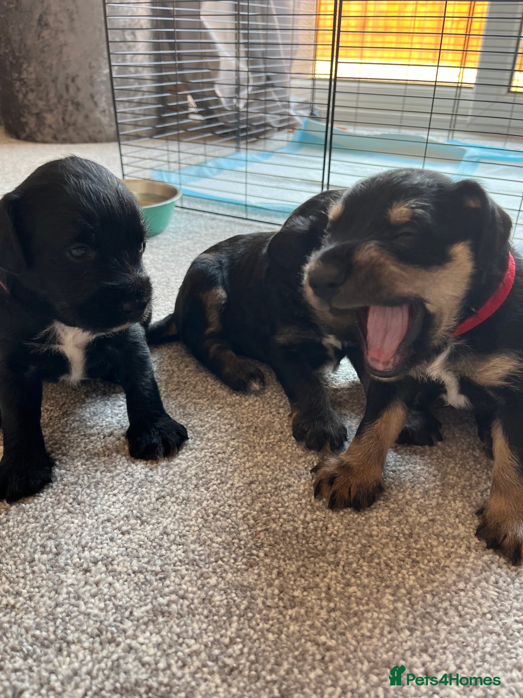 Mixed Breed dogs for sale: Schnockers  - Image 1