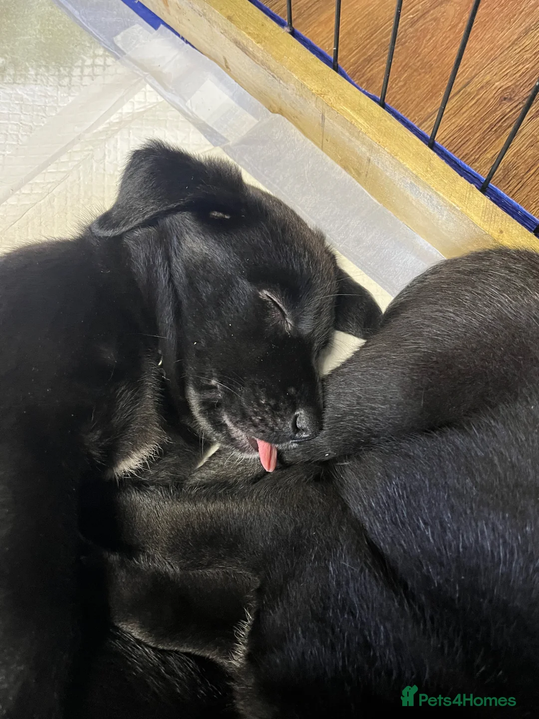 Borador dogs for sale: Borador puppies  - Advert 2