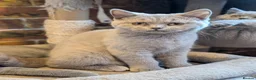 British Shorthair cats for sale: GCCF British Shorthair kittens  - Advert 3