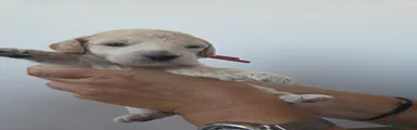Poochon 4