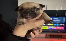 French Bulldog dogs for sale: 🐾 Adorable French Bulldog Puppies Available! 🐾 - Image 5