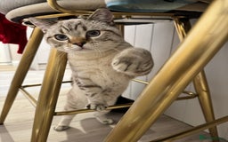 British Shorthair cats for sale: Rare Silver Spotted British Shorthair Kitten - Image 9